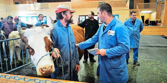 Spardruck: Marktplätze mit weniger als 50 Kühen könnten im zweiten Halbjahr zusammengelegt werden