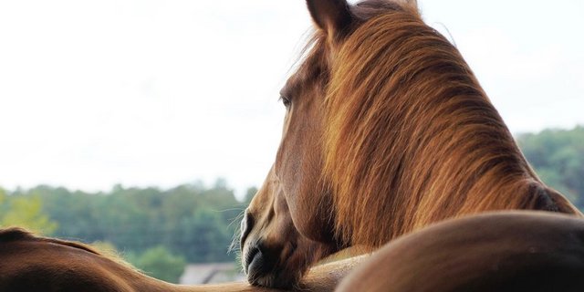 Die Förderungs- und Erhaltungsprojekte des Bundes kommen allen Freibergern zugute, inklusive dem Urfreiberger. (Symbolbild BauZ Ruth Aerni) 