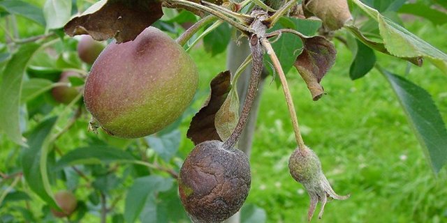 Die Definition von Gebieten mit geringer Prävalenz soll den professionellen Obstbau vor dem Feuerbrand schützen. (Bild BauZ)