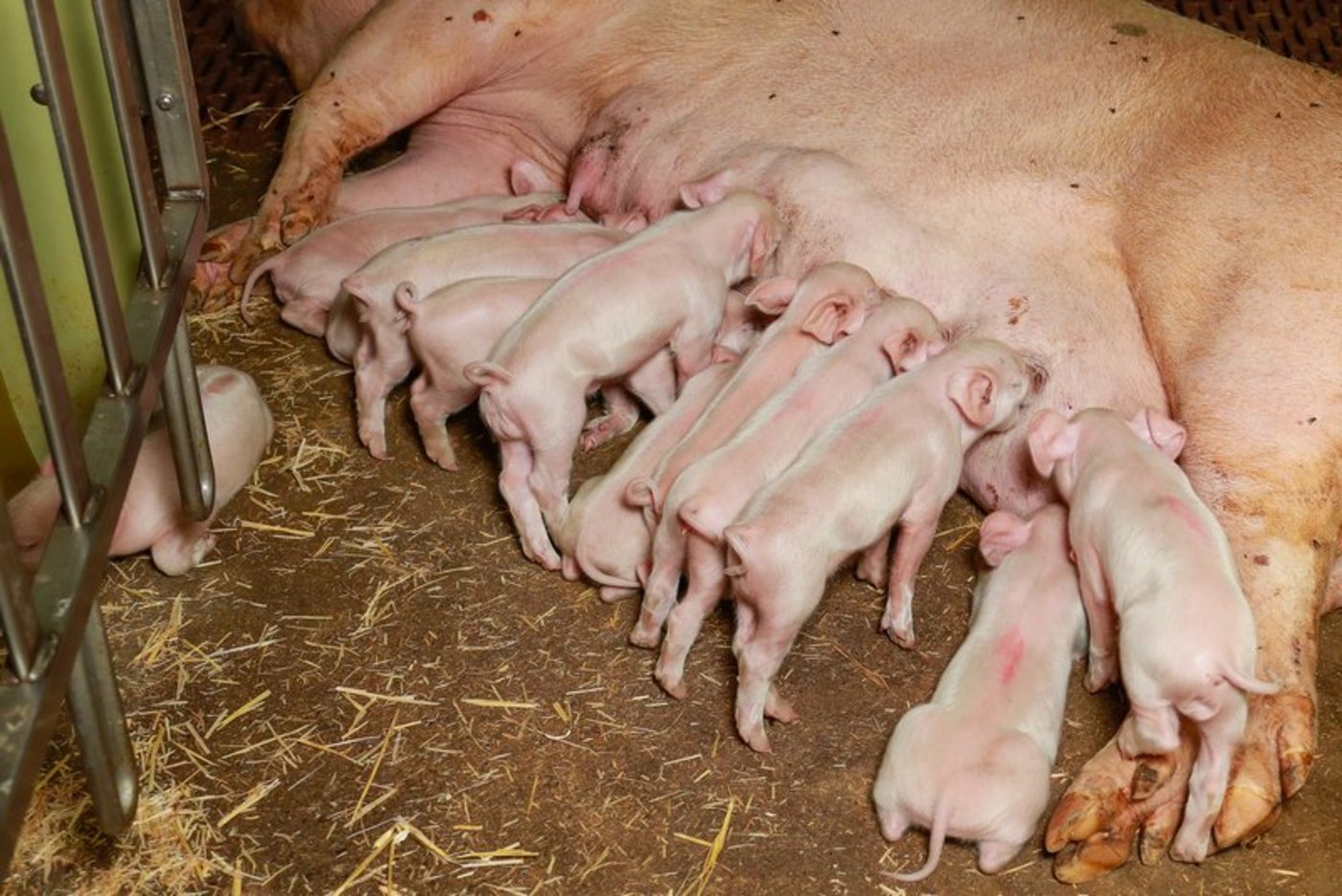 Wenn die Bestände weiter ausgebaut werden, wird die Entwicklung nicht gesund fortschreiten. Die Suisseporcs ruft daher dazu auf, Muttersauen jetzt auszumerzen. (Bild Archiv)
