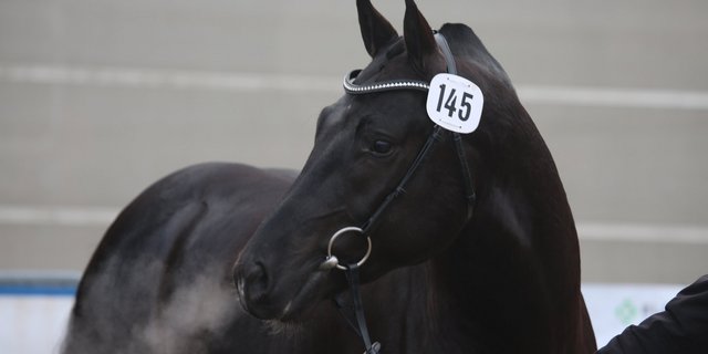 Der schwarze Nobody von Navarino ist nach Deutschland verkauft, wo er in den Deckeinsatz geht. (Bild Bernadette Odiet)