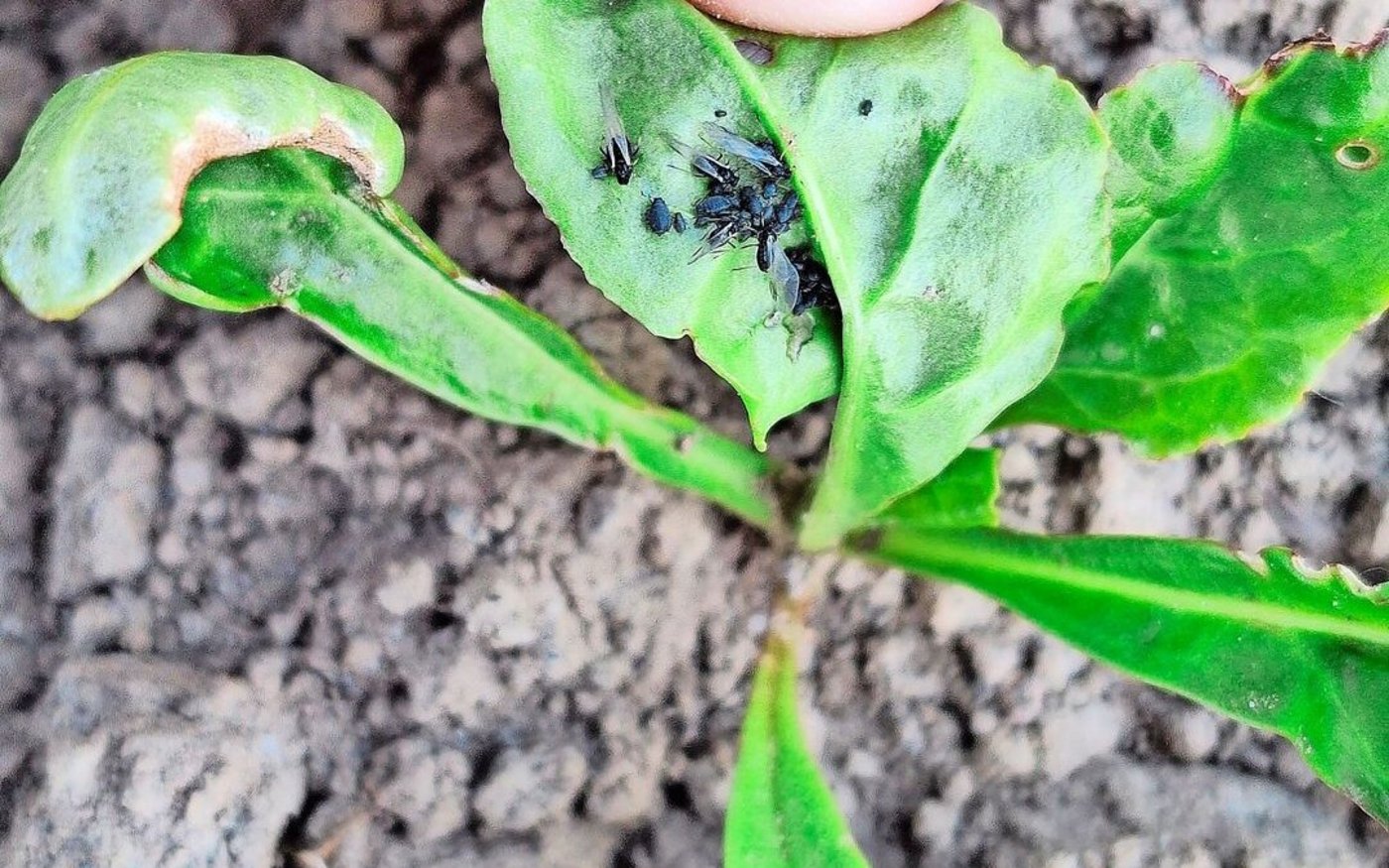 Die auf der Blattunterseite zu findenden schwarzen Blattläuse führen oft zu einer Blattdeformierung. 