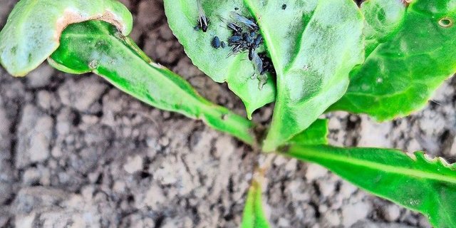 Die auf der Blattunterseite zu findenden schwarzen Blattläuse führen oft zu einer Blattdeformierung. 