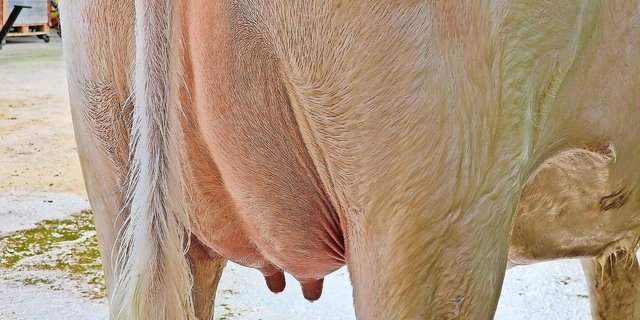 Die Hygiene hat in der Behandlung von Mastitis höchste Priorität. Stress, wie der Sommer ihn durch Hitze bringt, erhöht das Risiko einer Euterinfektion.