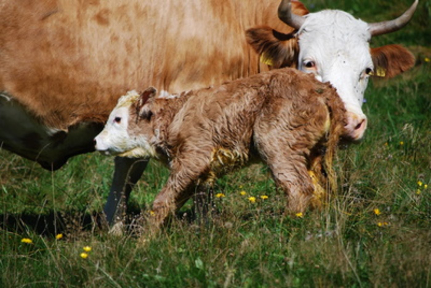 Nachdem diesen Sommer auf Bündner Alpen elf Kälber gestorben sind, steht die Forderung im Raum, keine unbeaufsichtigten Abkalbungen auf Weiden jeglicher Art zuzulassen. (Bild Pixelio/Helmut J. Salzer)