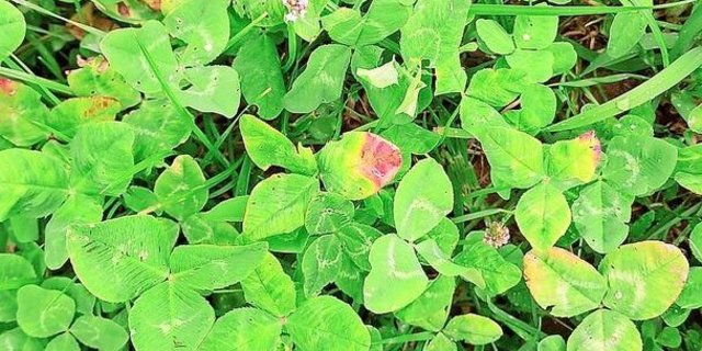 Nässe, Krankheiten und nun auch Mykotoxine vermindern die Qualität des Futters.