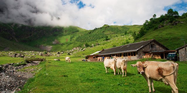 Sie wären willkommen, neue Milchproduzenten mit ihren Kühen, und stehen doch nicht Schlange bei den ZMP. Der Vorstand fürchtet, dass die Milchmenge künftig sinkt. (Symbolbild Pixabay)