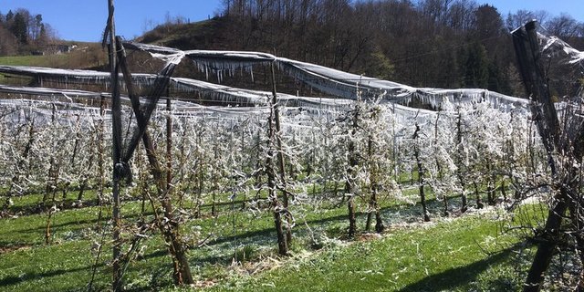 In der Schweiz haben die Obstbauern derzeit mit frostigen Nachttemperaturen zu kämpfen. Hier eine beregnete Obstplantage im Kanton Bern. (Bild jsc)