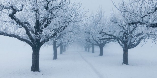Bei trockenen Böden ist die Vegetationsruhe ein idealer Zeitpunkt für die Pflanzung von Hochstammobstbäumen.