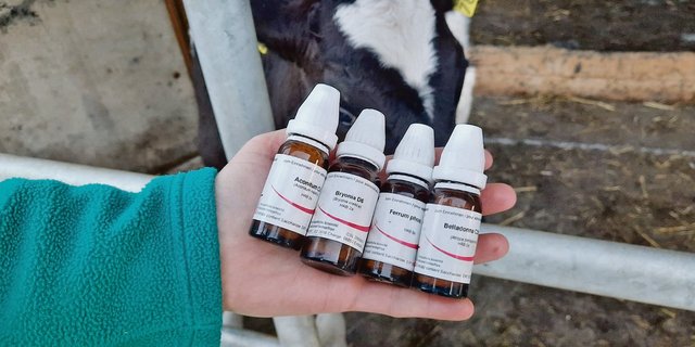 Wer Lungenerkrankungen bei Aufzuchtkälbern homöopathisch behandeln will, muss folgende Mittel in der Stallapotheke haben: Aconitum, Belladonna, Bryonia und Ferrum phosphoricum. (Bild Walter Lüthi)