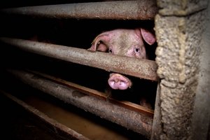 Tierschutz: Neun Anzeigen wegen mehrfacher Tierquälerei bei Schweinen