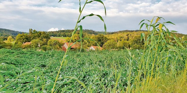 Das Sorghum-Feld der Familie Poupon in Charmoille (JU) war schwer zu ernten. Die Pflanzen waren geknickt. (Bild zVg)