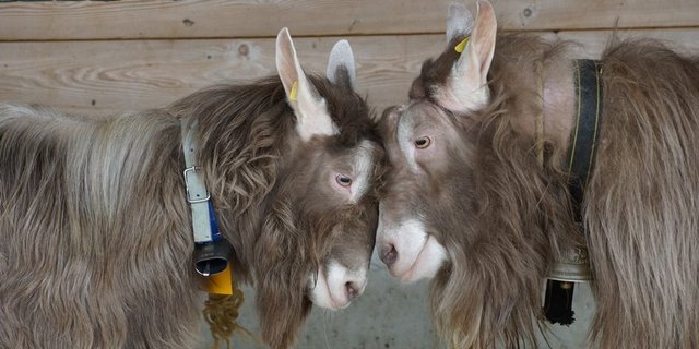 Laut SZZV wäre eine spätere Einführung der TVD für Schafe und Ziegen bzw. eine Staffelung besser gewesen. (Bilder BauZ)