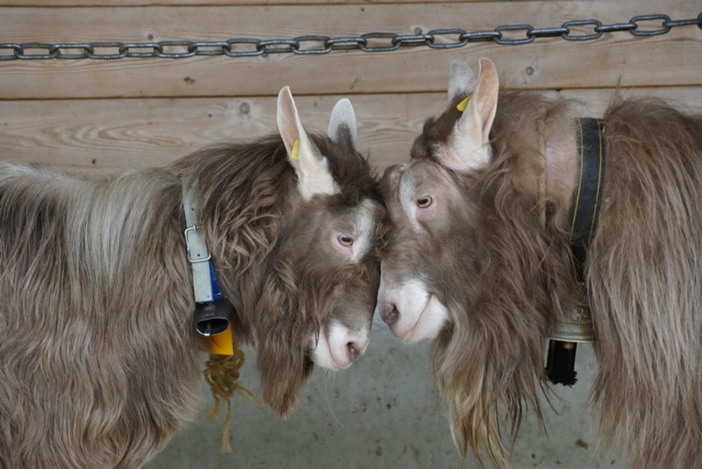 Laut SZZV wäre eine spätere Einführung der TVD für Schafe und Ziegen bzw. eine Staffelung besser gewesen. (Bilder BauZ)