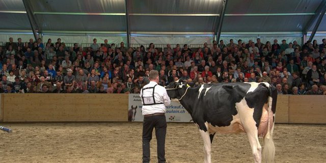 Wo es Wettbewerb gibt, ist der Neid nicht weit. Ein Züchter an der Bea-Expo im Mai 2017 führt seine Kuh vor. (Bild hja)