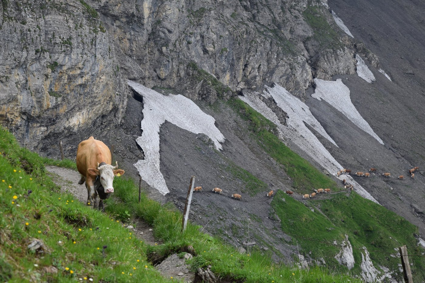 In den Bergen liegt teilweise noch Schnee. Sollte ein Rindvieh wegen rutschigem Schnee zu Tode stürzen, greift die Unfalldeckung der Betriebsversicherung ein. (Bild BauZ)
