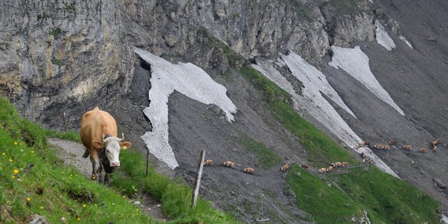 In den Bergen liegt teilweise noch Schnee. Sollte ein Rindvieh wegen rutschigem Schnee zu Tode stürzen, greift die Unfalldeckung der Betriebsversicherung ein. (Bild BauZ)