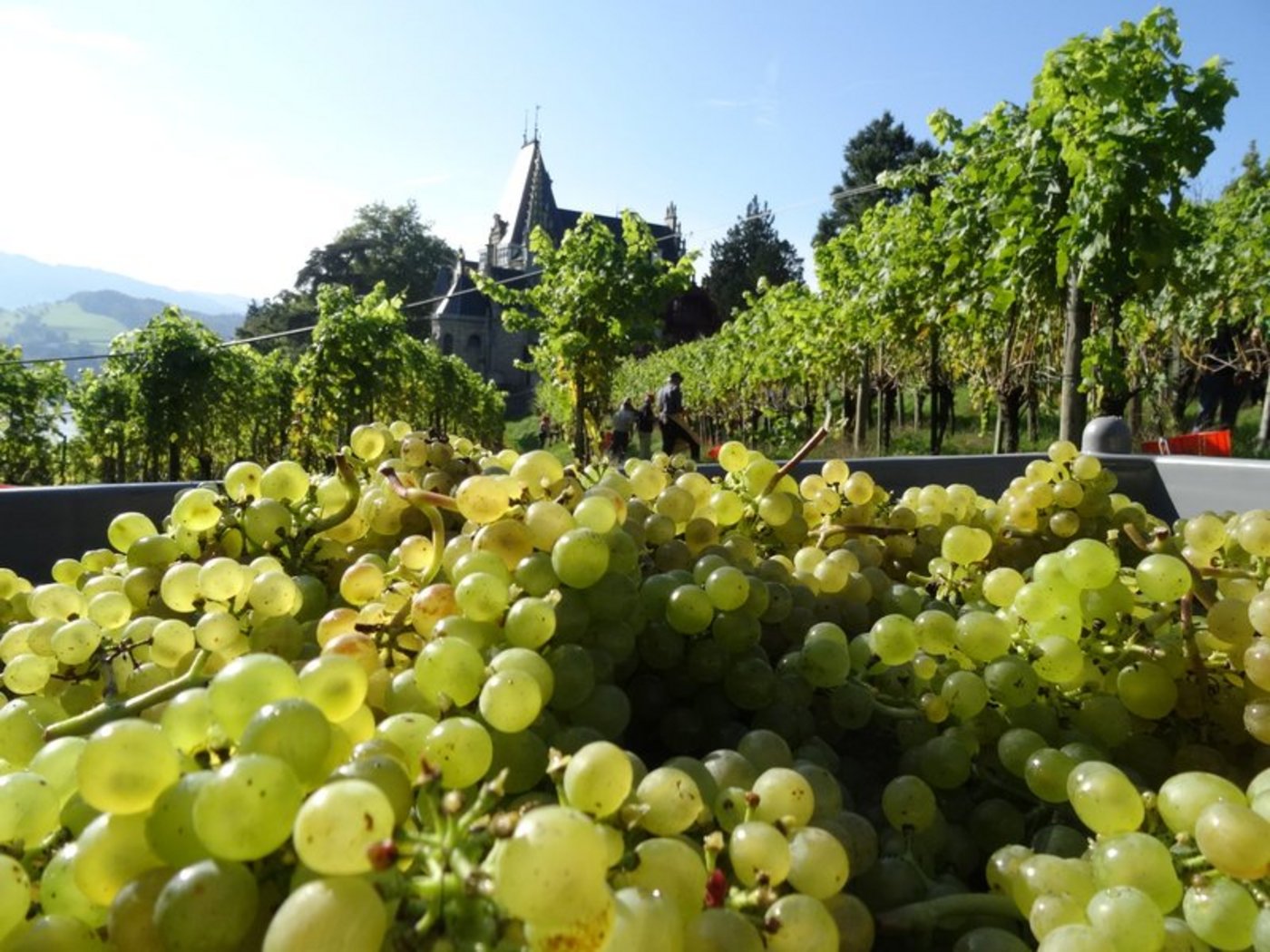 Die Schweizer Weinbranche kämpft neben der Corona-Krise auch noch immer mit der grossen Ernte von 2018. (Bild BauZ) 
