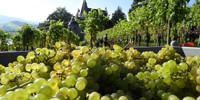 Die Schweizer Weinbranche kämpft neben der Corona-Krise auch noch immer mit der grossen Ernte von 2018. (Bild BauZ) 