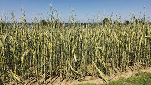 Auswirkungen eines s Auswirkungen eines starken Hagelsturms auf Silomais, Salenstein TG, August 2017. Solche Ereignisse werden laut wissenschaftlichen Studien in Zukunft zunehmen.