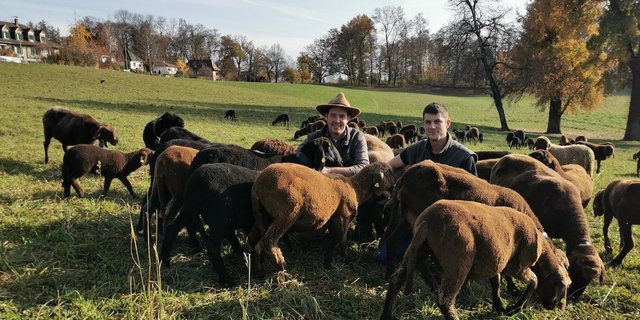 Maël Matile (links) und sein Kollege Kurt Hodel haben Ende Oktober ihre beiden Herden nach Bern gebracht, wo sie jetzt zusammen weiden. (Bild sb)