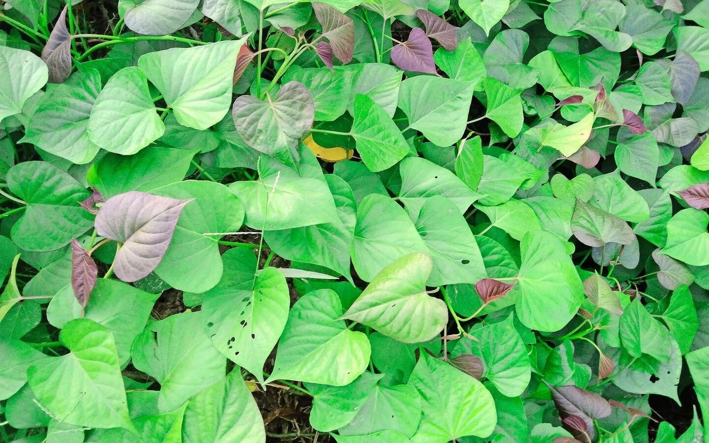 Ein essbarer Bodendecker für eine Saison: Süsskartoffeln mit ihrem stark wachsenden und rankenden Laub.  