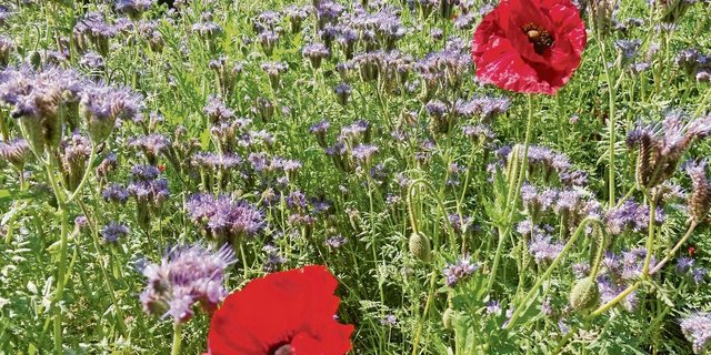 Schön und nützlich: eine Gründüngung im Frühsommer mit blühender Phacelia und Mohn. Sie ist auch eine gute Nahrungsquelle für Nützlinge. 