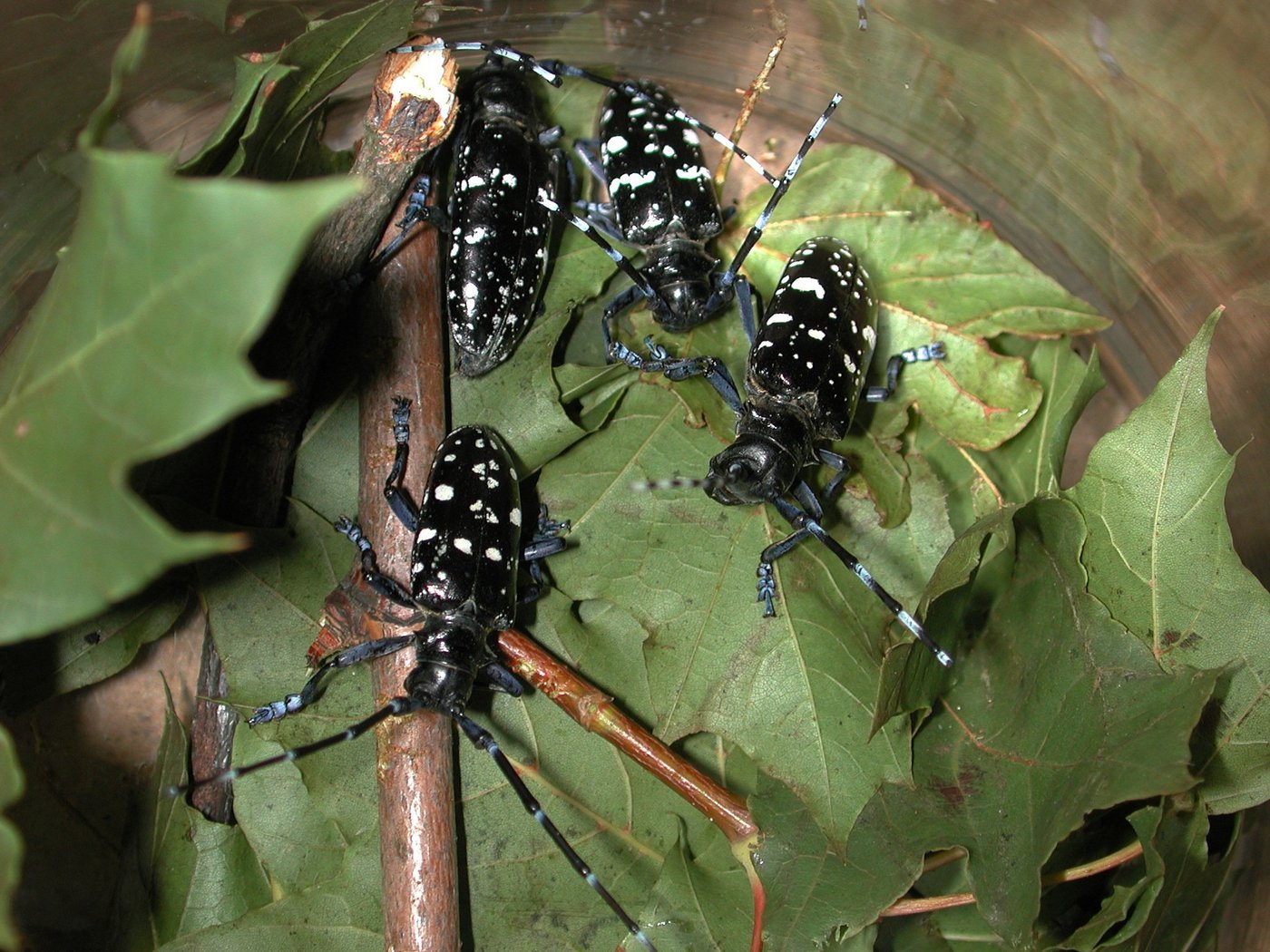 Der Asiatischen Laubholzbockkäfer kann Bäume zum Absterben bringen. Daher ist es wichtig, den Befall vor weiterer Ausbreitung aufzuspüren. Hunde können helfen. (Bild BFW)