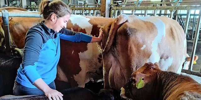 Sowohl in der Ammenkuhherde als auch bei den Milchkühen setzt Amanda Keller auf Deutsches und Österreichisches Fleckvieh. Die Betreuung von Kühen und Kälbern ist ein arbeitsintensiver Betriebszweig.