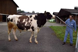 Ein Kuhkalb auf Bestellung Christian Schwegler präsentiert den Red Holsteinstier Plattery Destry Rusty. (Bild Peter Fankhauser)