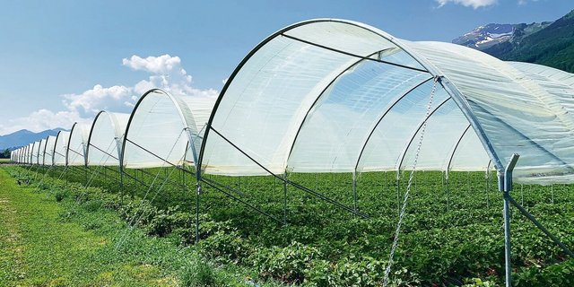 Spezialkulturen wie Beeren unter Folien können dazu beitragen, die Wertschöpfung auf Betrieben trotz Tierabbau zu halten. 