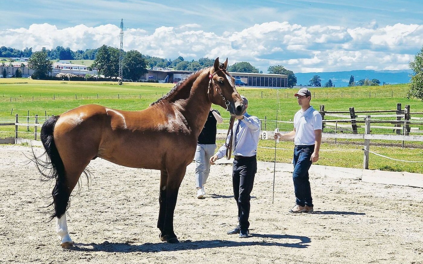 Der Zuchthengst Condor (0 % Fremdblut) steht heute im Besitz des Nationalgestüts. Gezüchtet hat ihn Bruno Spring.