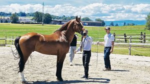 Der Zuchthengst Cond Der Zuchthengst Condor (0 % Fremdblut) steht heute im Besitz des Nationalgestüts. Gezüchtet hat ihn Bruno Spring.