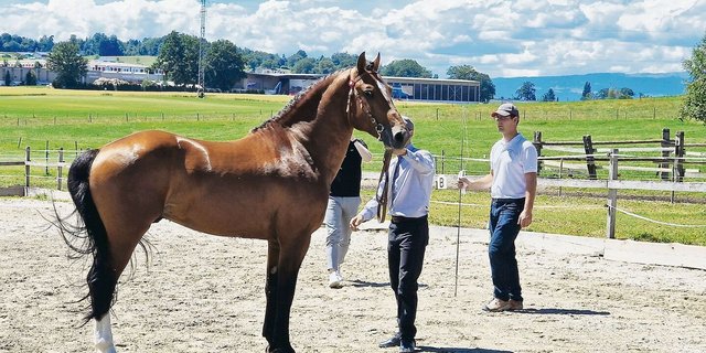 Der Zuchthengst Condor (0 % Fremdblut) steht heute im Besitz des Nationalgestüts. Gezüchtet hat ihn Bruno Spring.