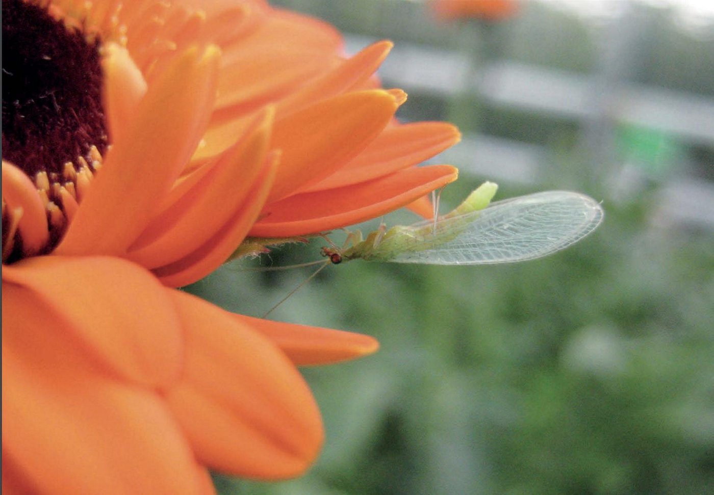 Der Leitfaden beschreibt die Voraussetzungen und Methoden für einen erfolgreichen biologischen Pflanzenschutz im Zierpflanzenbau. (Bild FiBL)