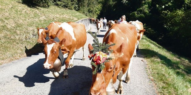 Bis nach Ollon VD auf den heimatlichen Hof marschierten Kühe, Bauernfamilie und Helfer(innen) über drei Stunden. 