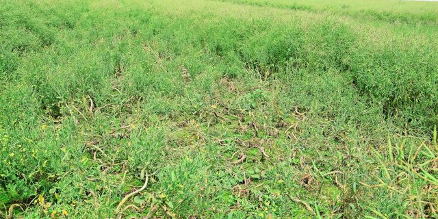 Verkrümmte Stängel und Verdickungen am Wurzelhals können die Folge von Kohlhernie sein. Der Erreger befällt diverse Kreuzblütler, weshalb auch entsprechendes Unkraut am Feldrand bekämpft werden sollte.