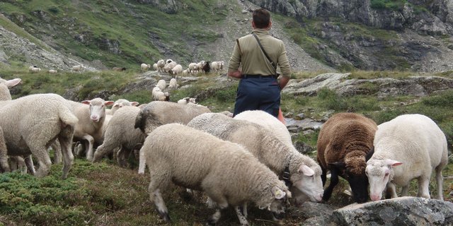 Alppersonal: Ein wesentlicher Kostenfaktor in der Schafsömmerung. (Bild Büro Alpe)