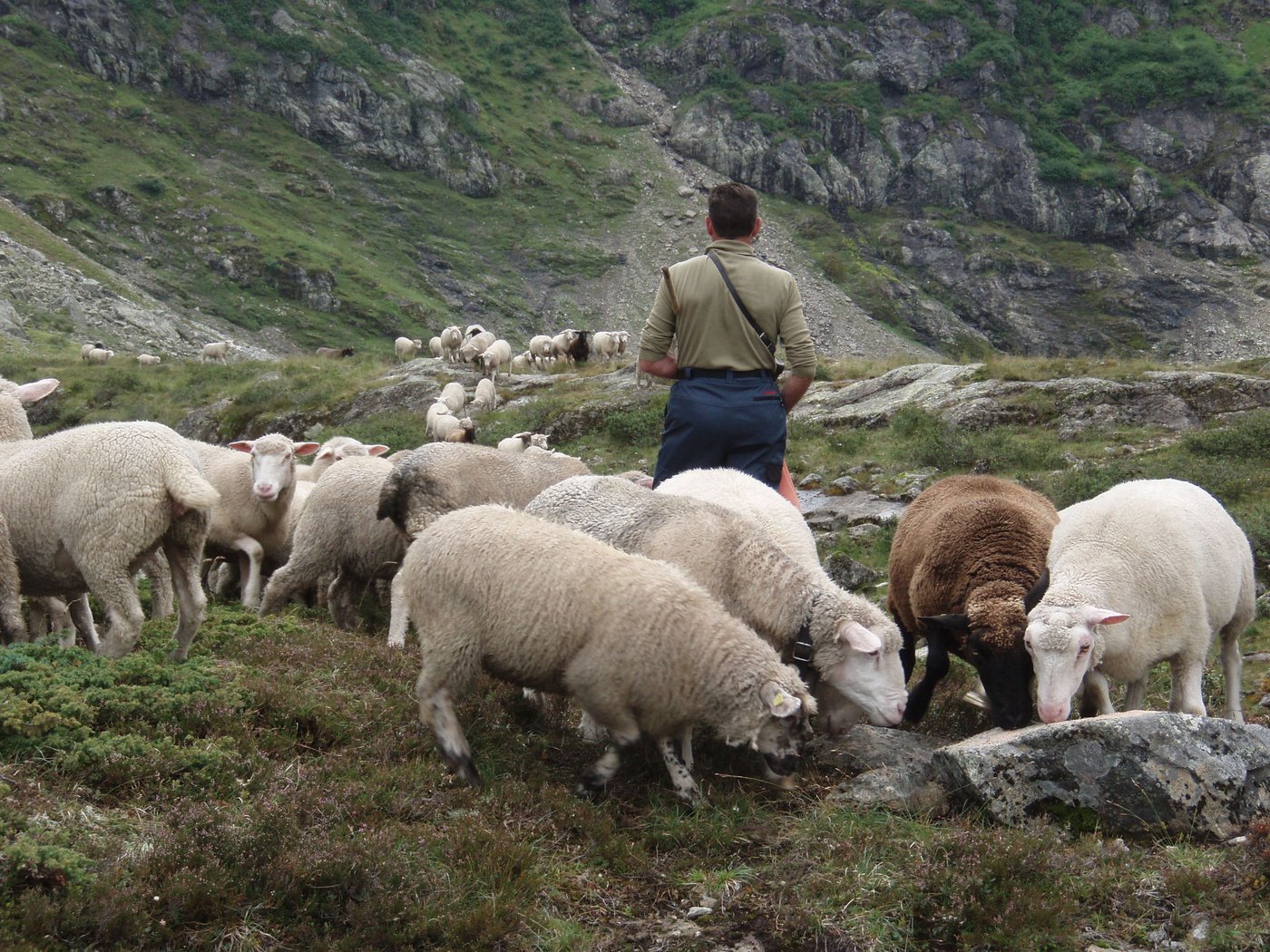 Alppersonal: Ein wesentlicher Kostenfaktor in der Schafsömmerung. (Bild Büro Alpe)