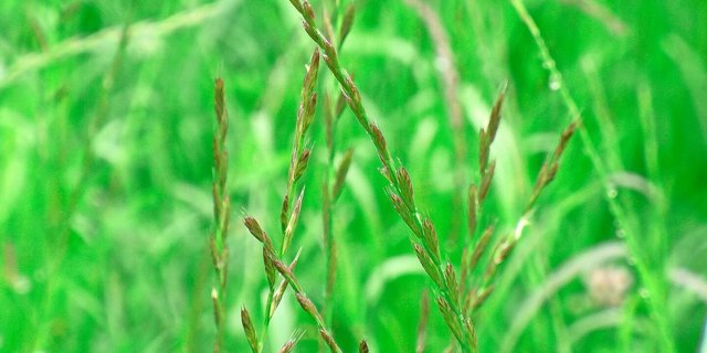 Die Samen von Italienisch Raigras sind in den Sommermonaten bereits fünf bis sechs Wochen nach dem letzten Schnitt keimfähig.