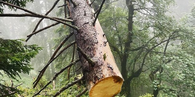 Stück für Stück erliegt die gestürzte Tanne der Motorsäge.