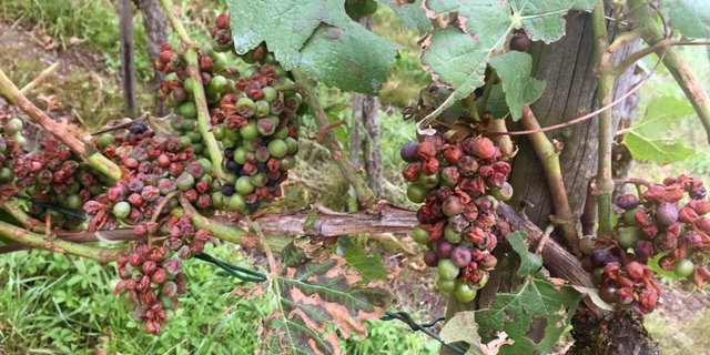Die Weintrauben sind zerstört und beginnen zu faulen. (Bilder Andreas Walker)