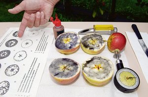 Apfelernte: Beim Pflücken Sortenunterschiede beachten Idealerweise wird zum Bestimmen des Pflückzeitpunktes der Reife-Index bestimmt. (Bild zVg)