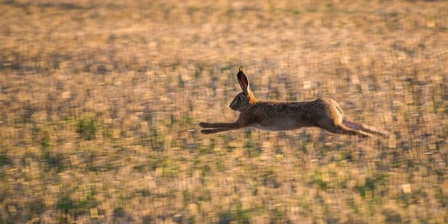 Der Kanton Wallis versucht, die Feldhasen-Population aufzubauen. (Bild Pixabay)