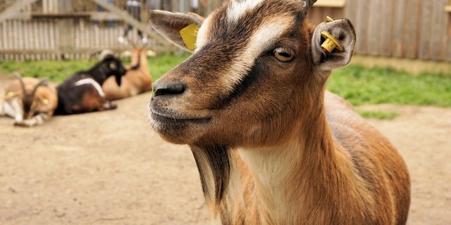 Sowohl die Milchziegen als auch die Zwergziegen zeigten grosse Motivation, die Belohnung hinter der geschlossenen Türe zu erhalten. (Bild Pixabay)