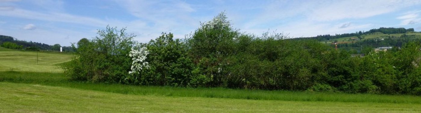 Hecken sind wertvoll für die einheimische Fauna und Flora. (Bild WWF)