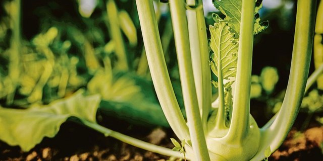 Viel Gemüse aus dem eigenen Garten zu ernten, ist für viele eine Wunschvorstellung. Ein Anbauplan hilft, Aufwand und Ertrag gegeneinander aufzuwiegen. 