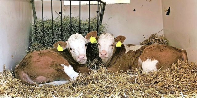 Jegliche Massnahmen zur Verminderung von Hitzestress lohnen sich in jedem Fall, vom Kalb bis zur Kuh, schreibt unser Fachmann.