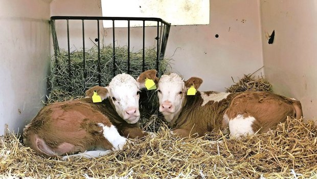 Jegliche Massnahmen zur Verminderung von Hitzestress lohnen sich in jedem Fall, vom Kalb bis zur Kuh, schreibt unser Fachmann.