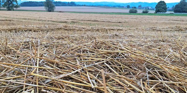 Verregnetes Stroh beginnt sich zu zersetzen. Dabei können problematische Mykotoxine entstehen. Den Prozess stoppt nur ein gutes Abtrocknen der Halme. 